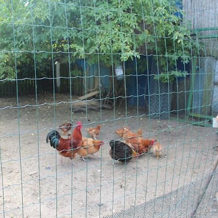 Agroturystyka Kociewiak Szteklin Buitenkant foto